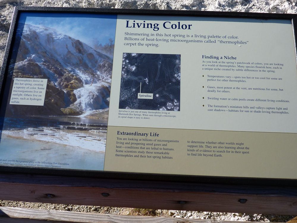 Yellowstone Mammoth Hotsprings (28).JPG